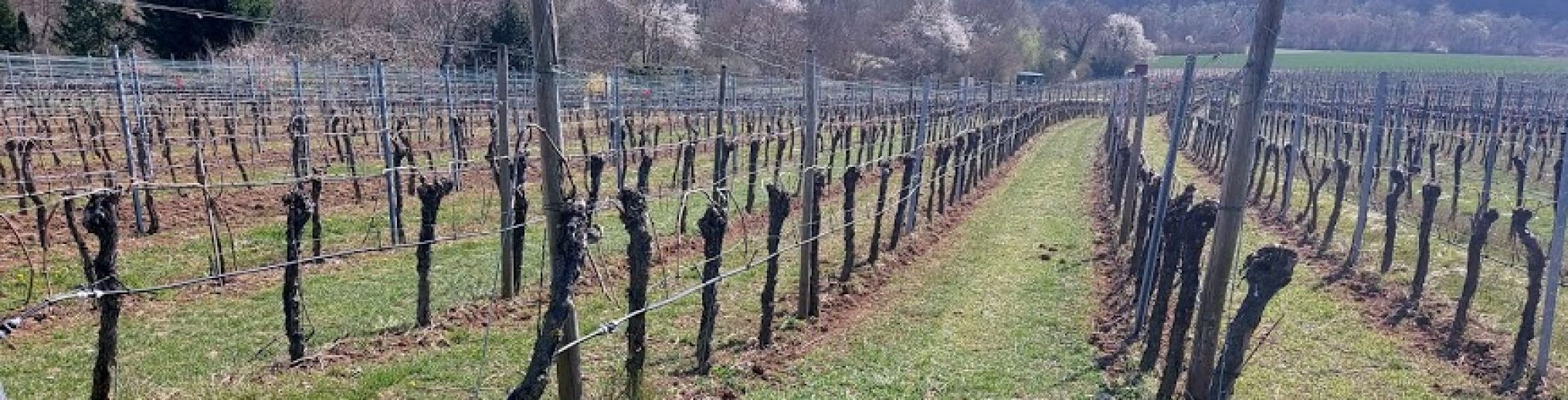 Schwäbischer Albverein | Ortsgruppe Bönnigheim