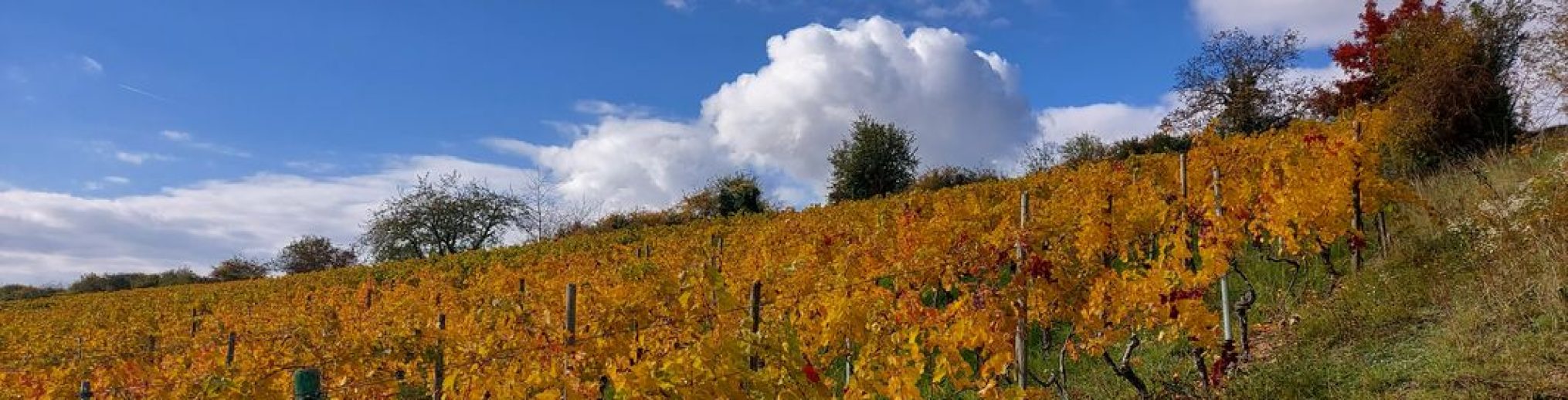 Schwäbischer Albverein | Ortsgruppe Bönnigheim